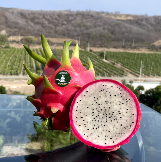 Pitahaya